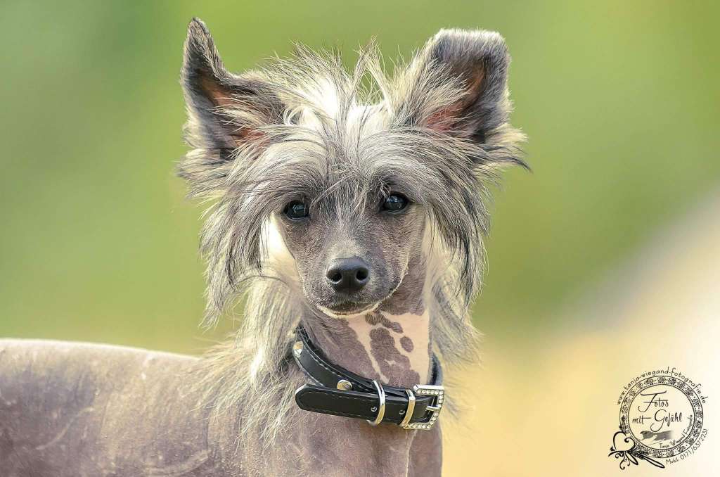 Oblivion Counter Strike