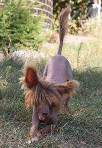 Eroshka Choko Ladnenkiy iz Clana Timurlana