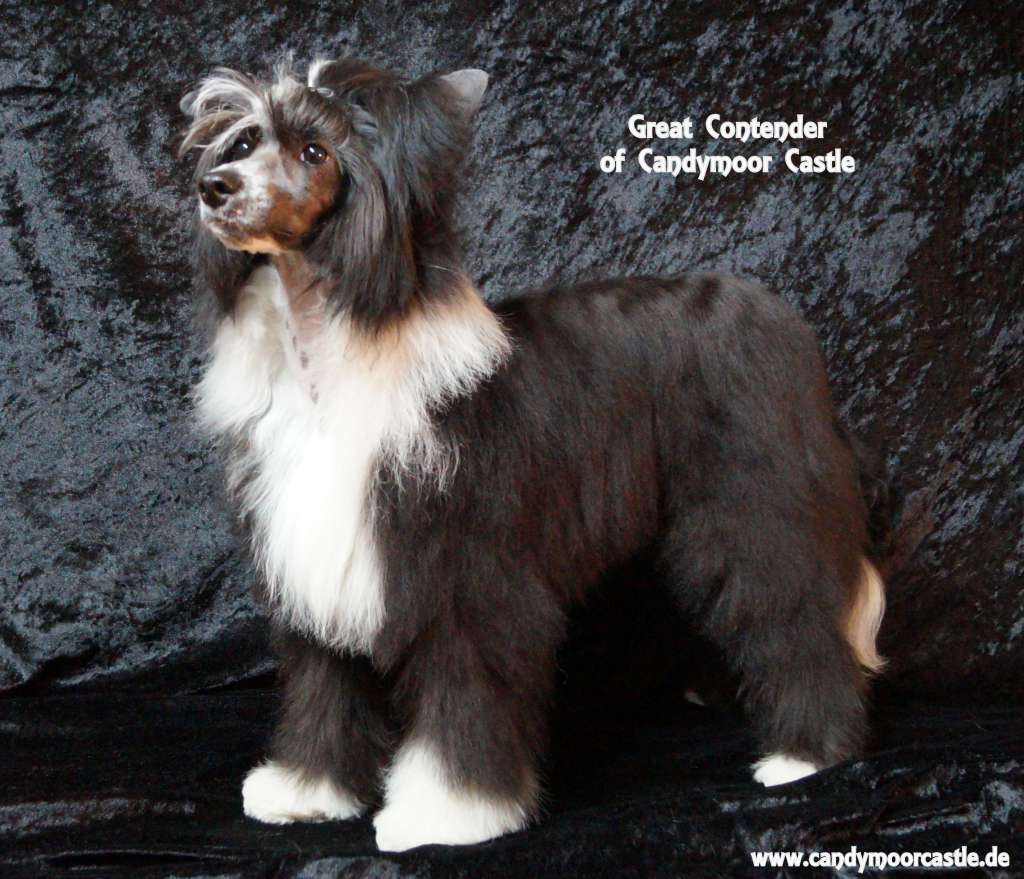 Great Contender of Candymoor Castle