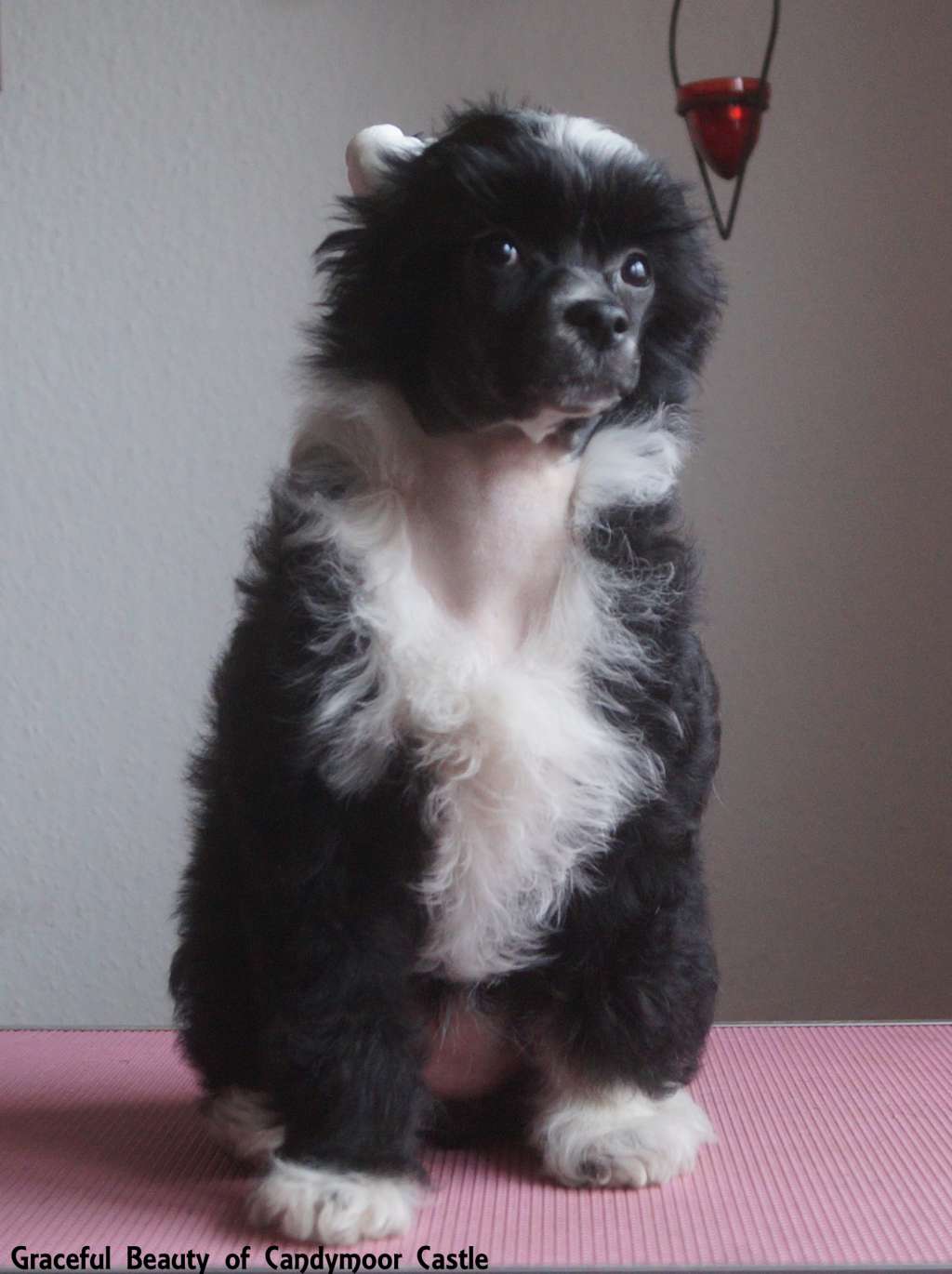 Graceful Beauty of Candymoor Castle