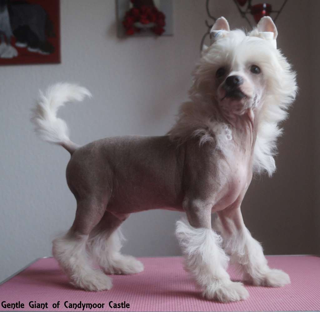 Gentle Giant of Candymoor Castle