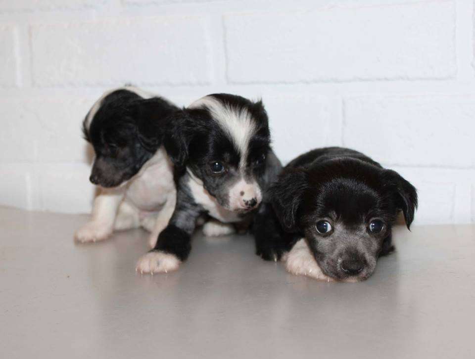 Ksolo Club Galaxy Stars