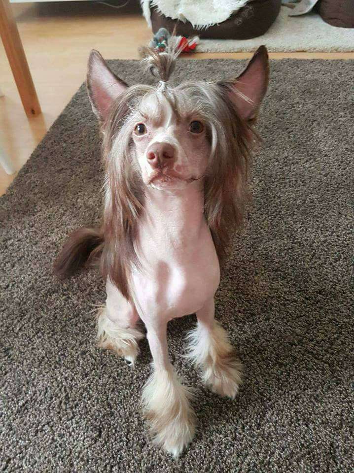 So-soft Friend from Fairies