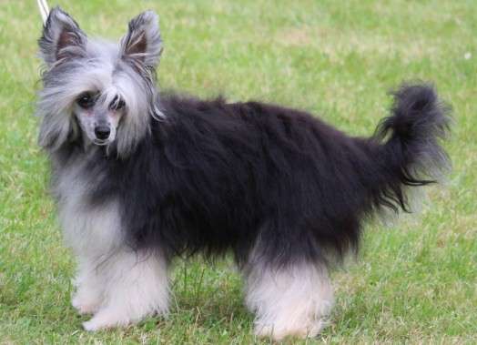 Effie Bonita El Tiola