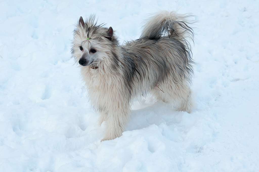 Ervin Brady El Tiola