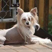 Firecrest N Calindi Lady Luck