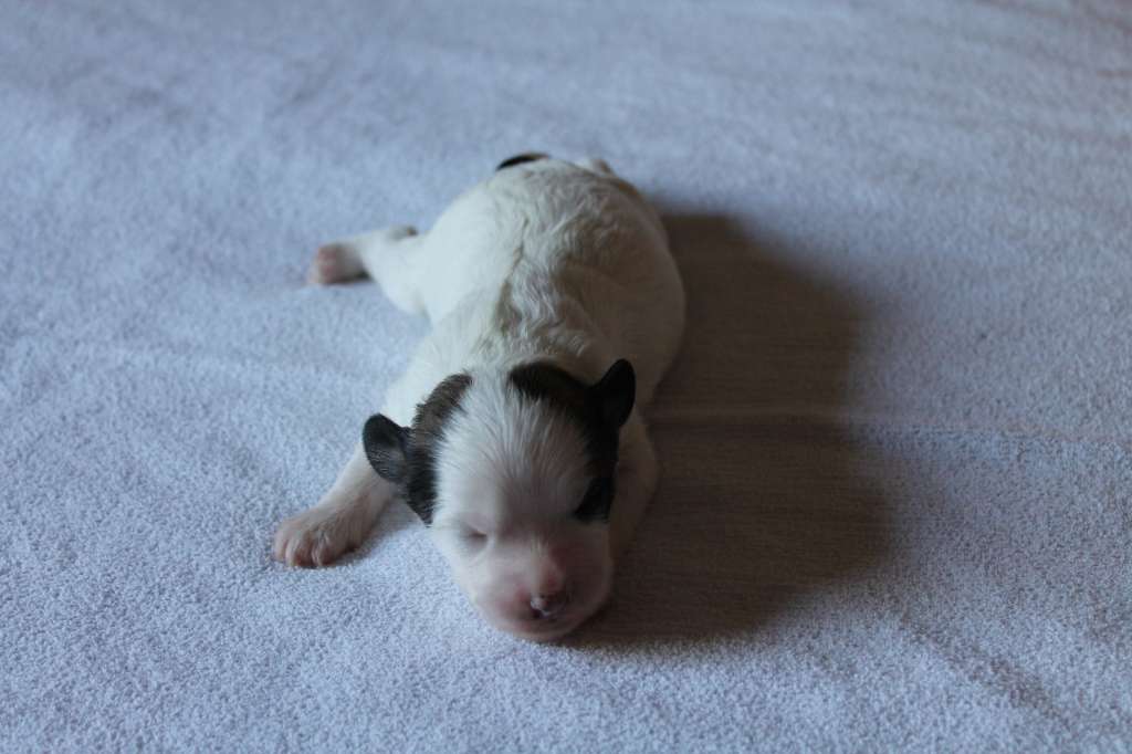 Chattanooga's Taivas Lyö Tulta