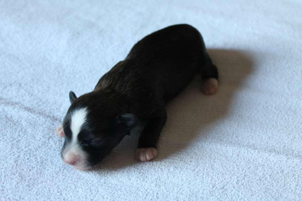 Chattanooga's Tahdotko Mut Tosiaan