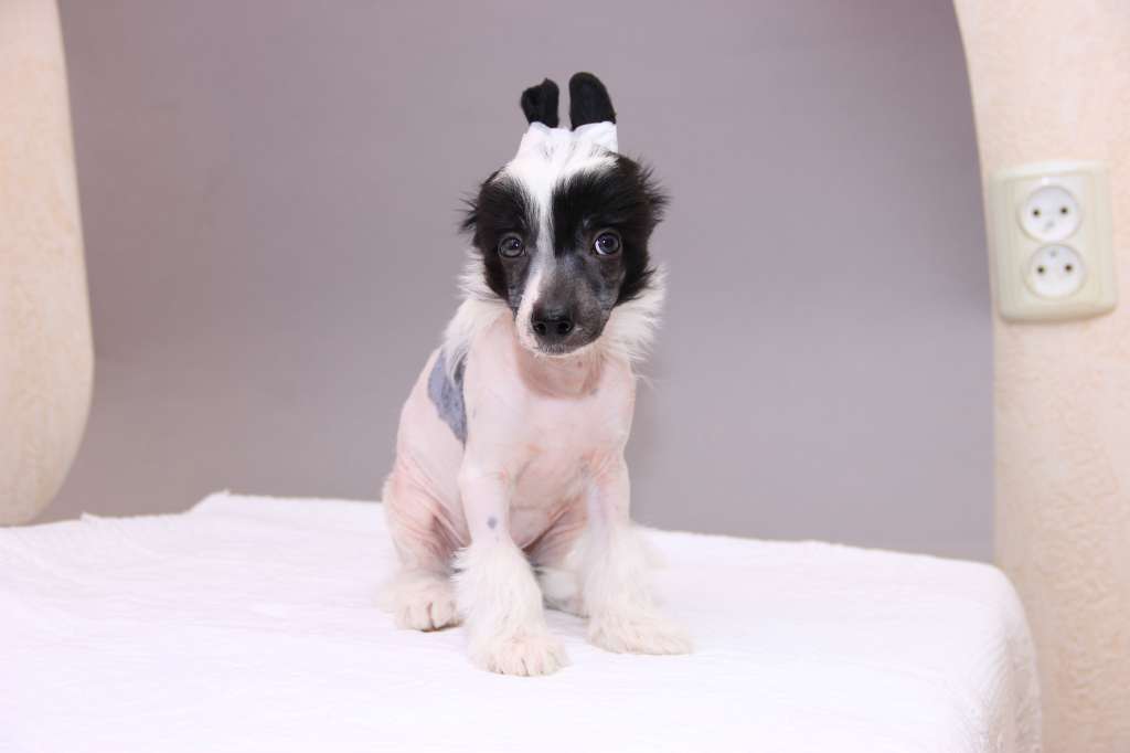 Dastin Salvador Dali