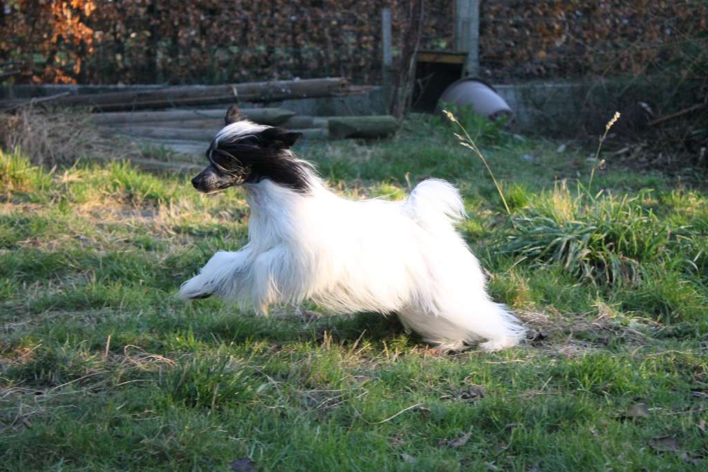 Dulsineya Salvador Dali