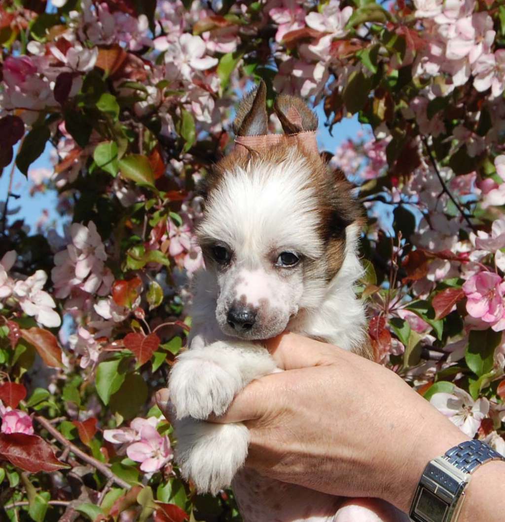 Gidaori Diamond Mint