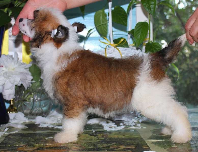 Angel O' Check Martinika