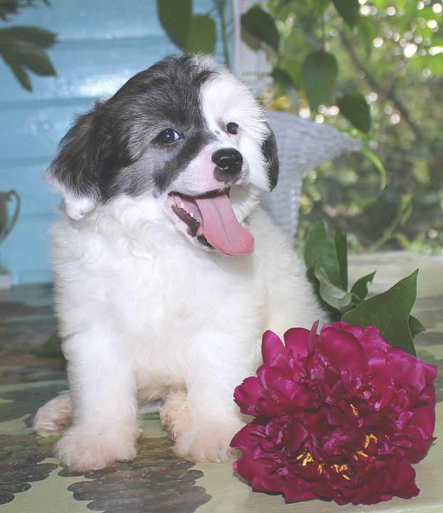 Angel O' Check Norman