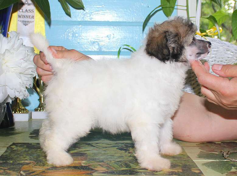 Angel O' Check Nezabudka