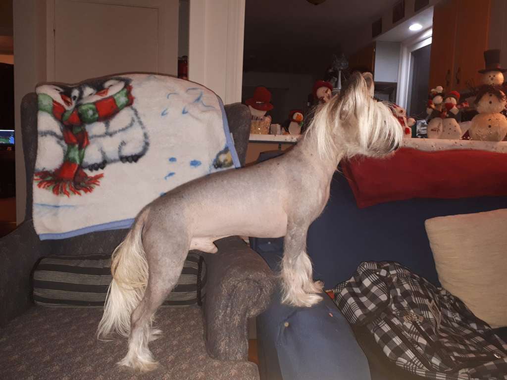 CanCH. Nine Golden Tails Of Lore CGN