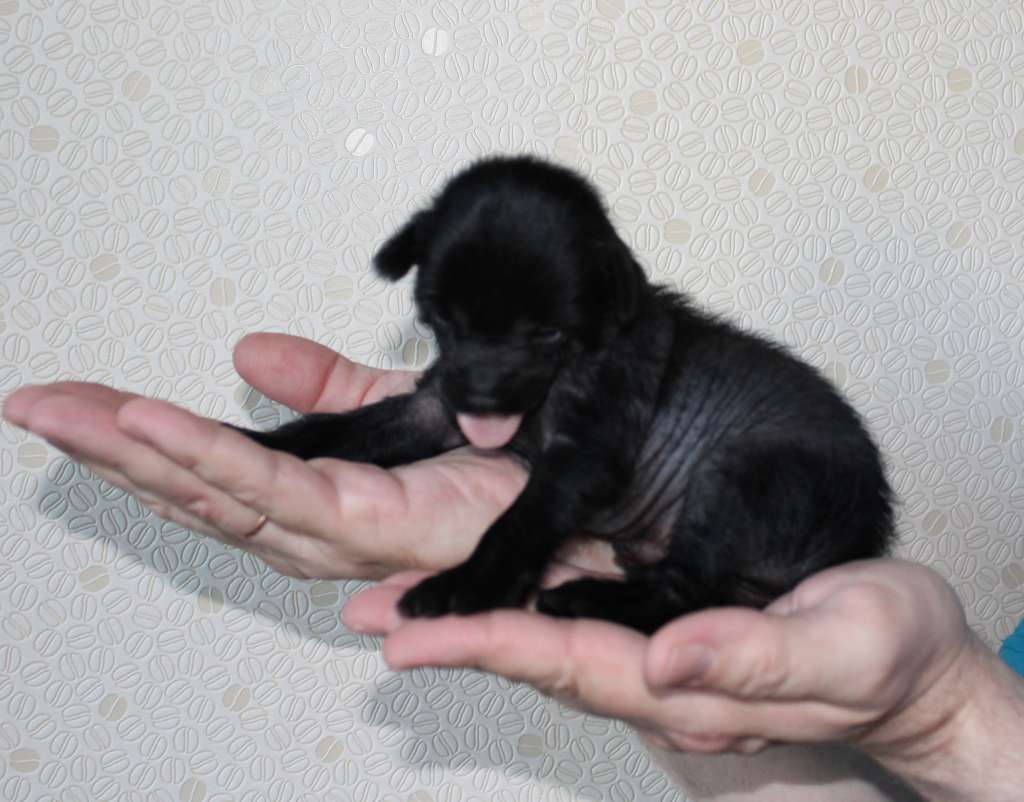 Charuyuschiy Soblazn Blaze Superior