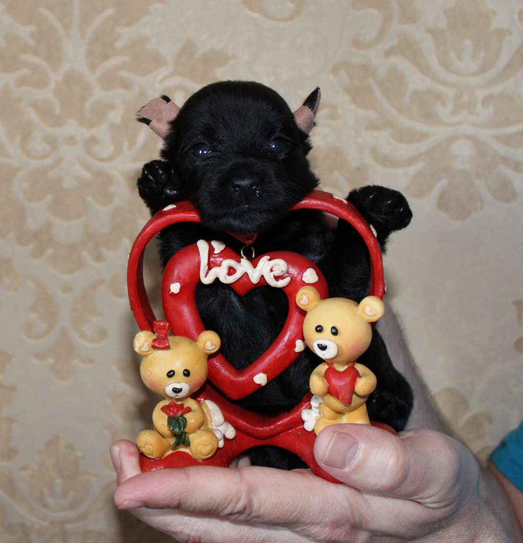 Charuyuschiy Soblazn Barhat