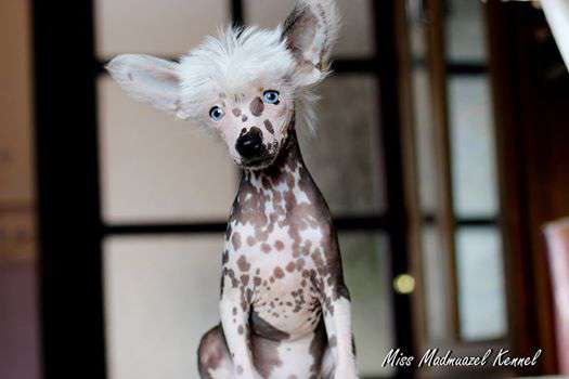 Planeta Angelov Granella Sabia