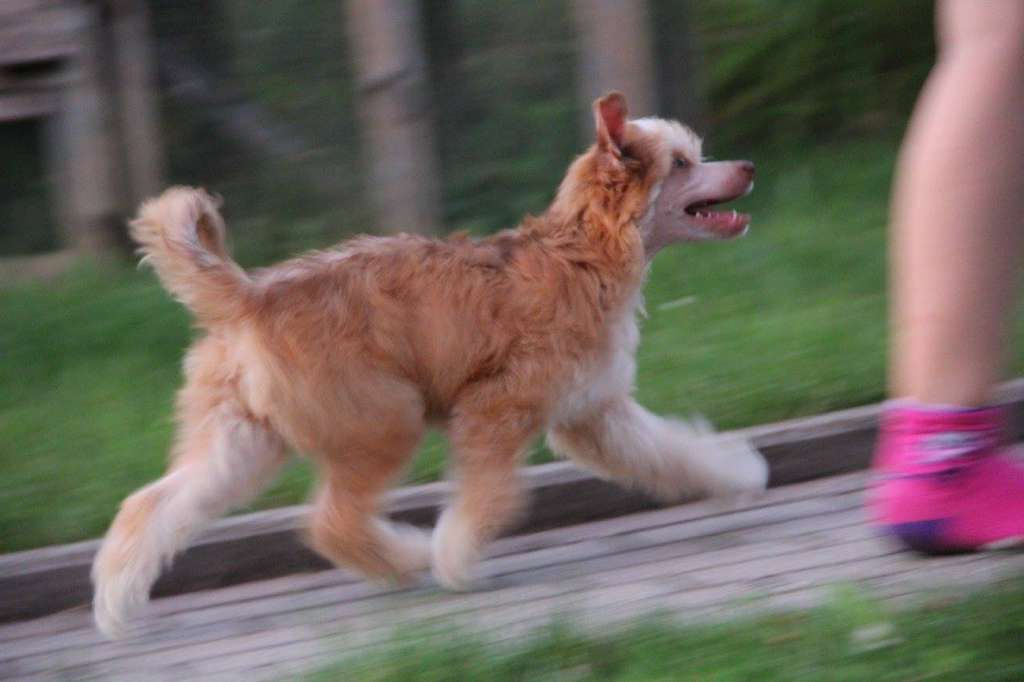 Felici Amici Eve Marron Blanc