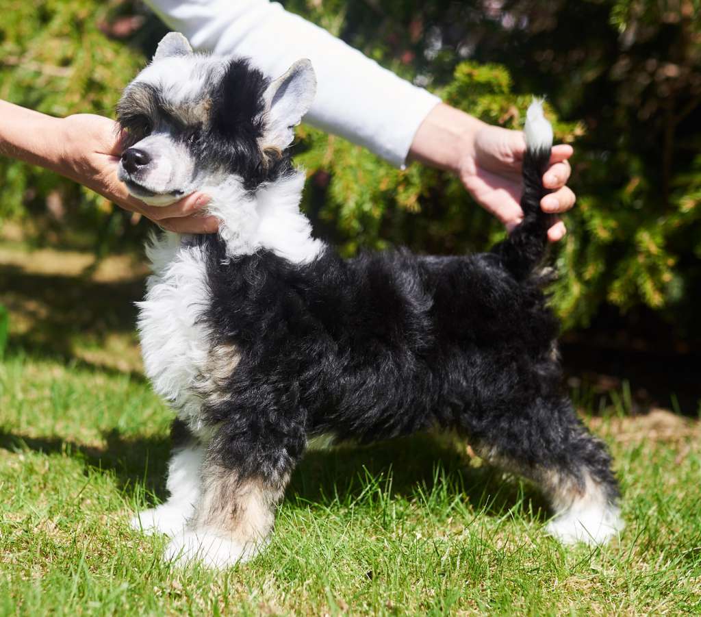 Sirocco Knightmares Are Dreams Too