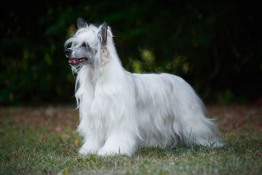 Sirocco That's Rain Check Material