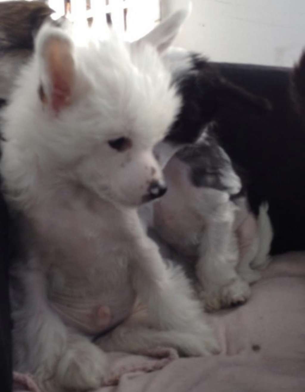 Julie's Precious Robbans Frode