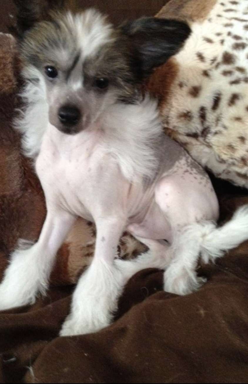 Julie's Precious Max