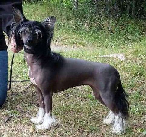 Zanevi's I Love You Too