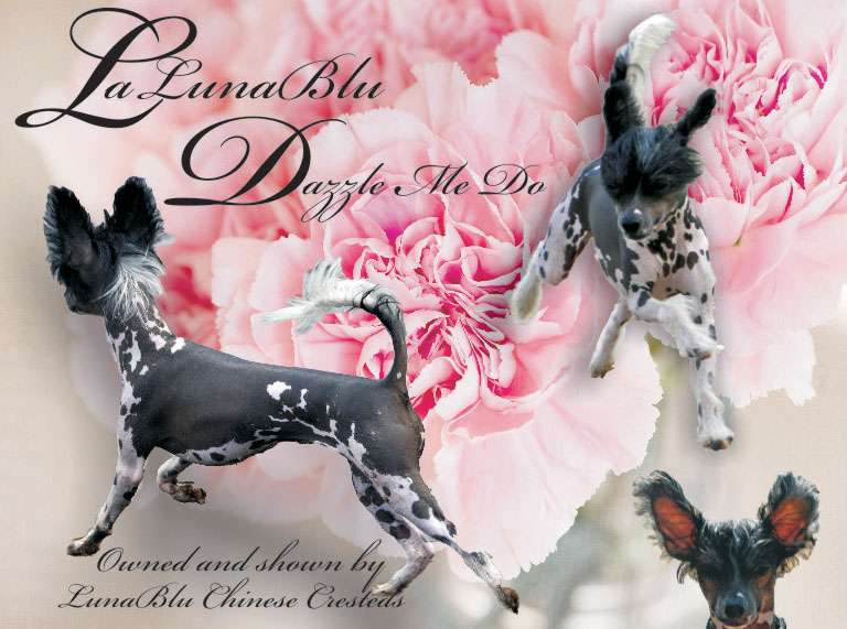 LaLunaBlu Dazzle Me Do