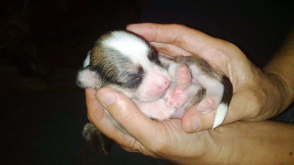 CH LaLunaBlu HotClassy n Sassy