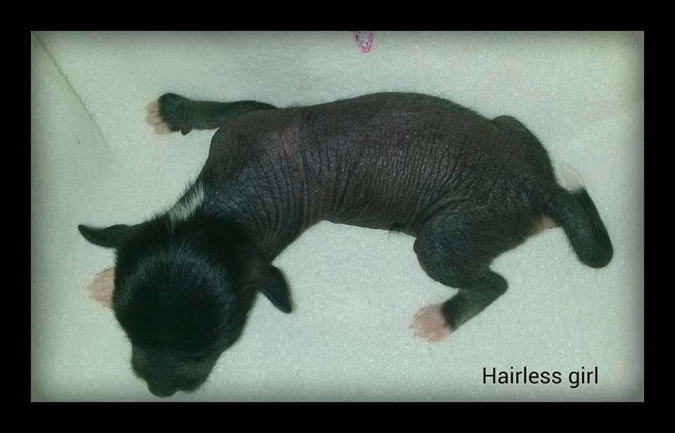 LaLunaBlu Midnight Magic