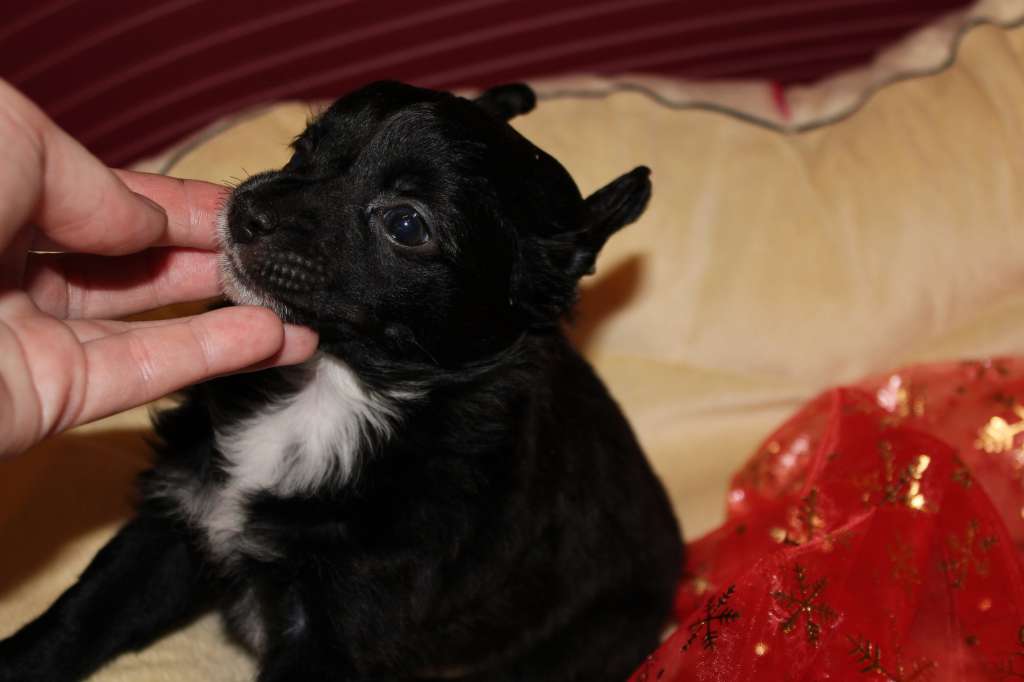 Nefritovji Budda Han SOLAR  kelvin