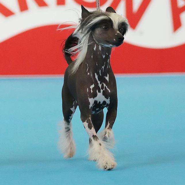 Multi Ch. Lior De Sothis