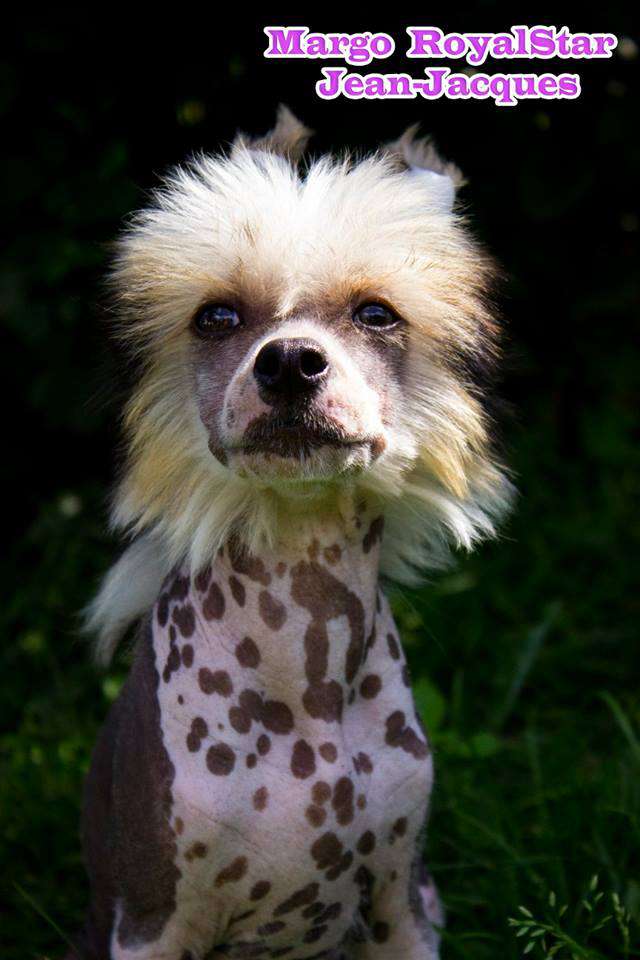 Margo RoyalStar Jean-Jacques
