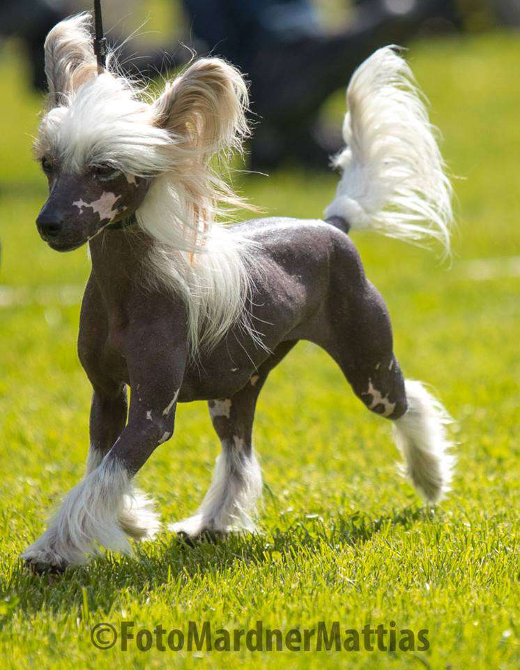 Baikal Dream Explosive Elsa