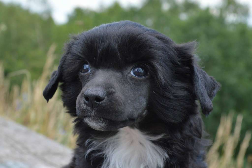 Glamstar's Armani Code Black