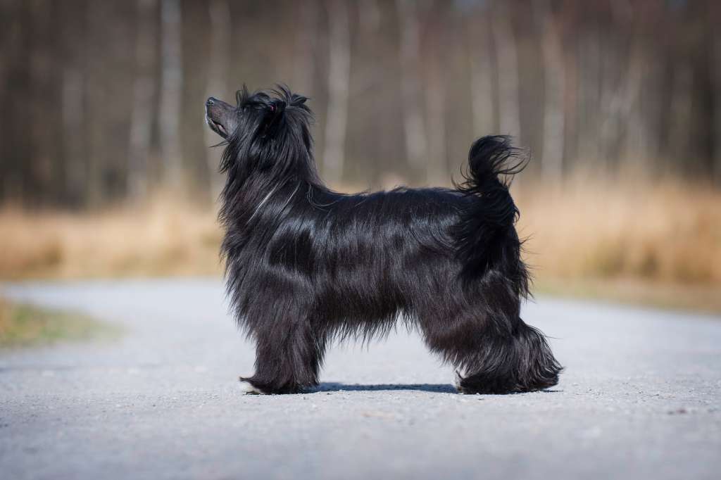 Glamstar's Awapuhi Wild Ginger