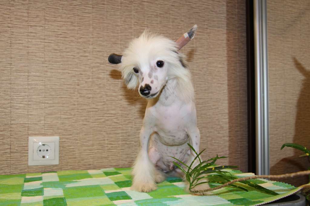 Gallurius  Naked  King  Negus