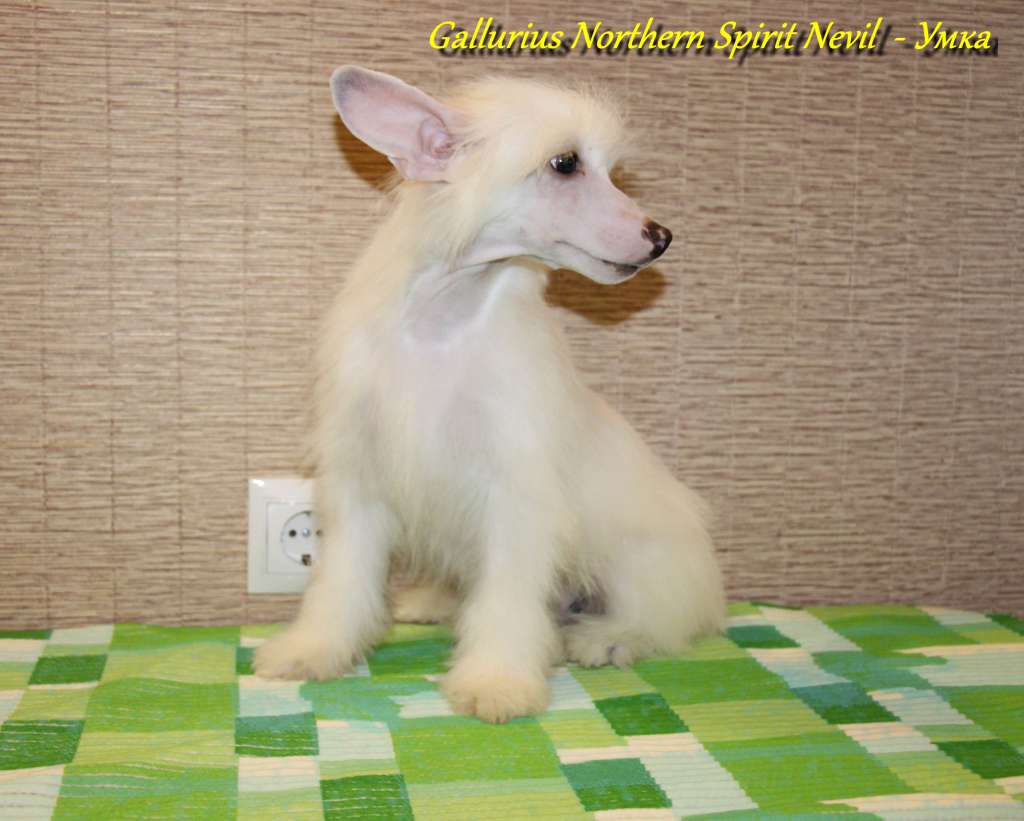 Gallurius Northern Spirit Nevil