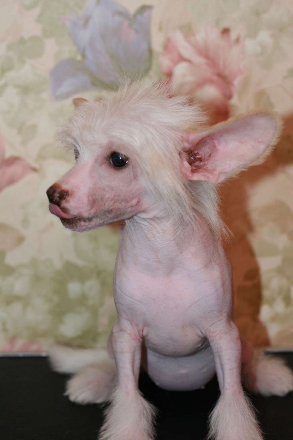 Gallurius  Naughty  Angel  Ness