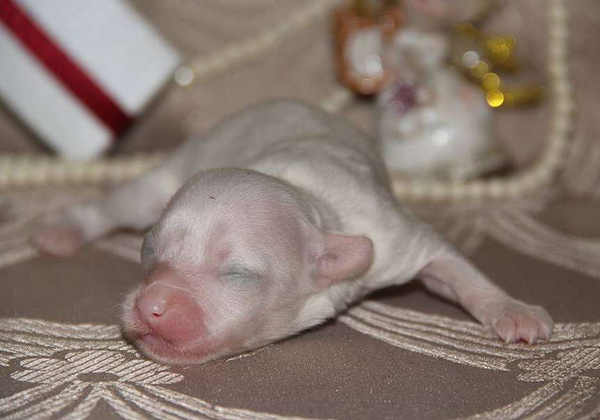 Lorita Star Empire of Passion