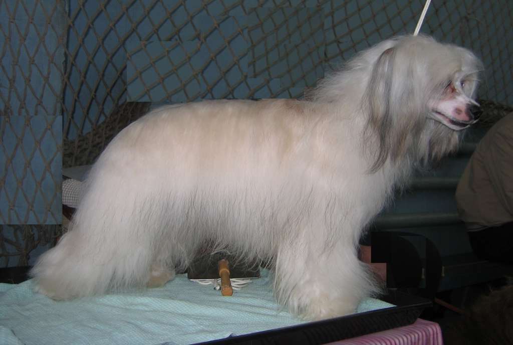 Naimuluna Line Tsarevna Budur ( puff)