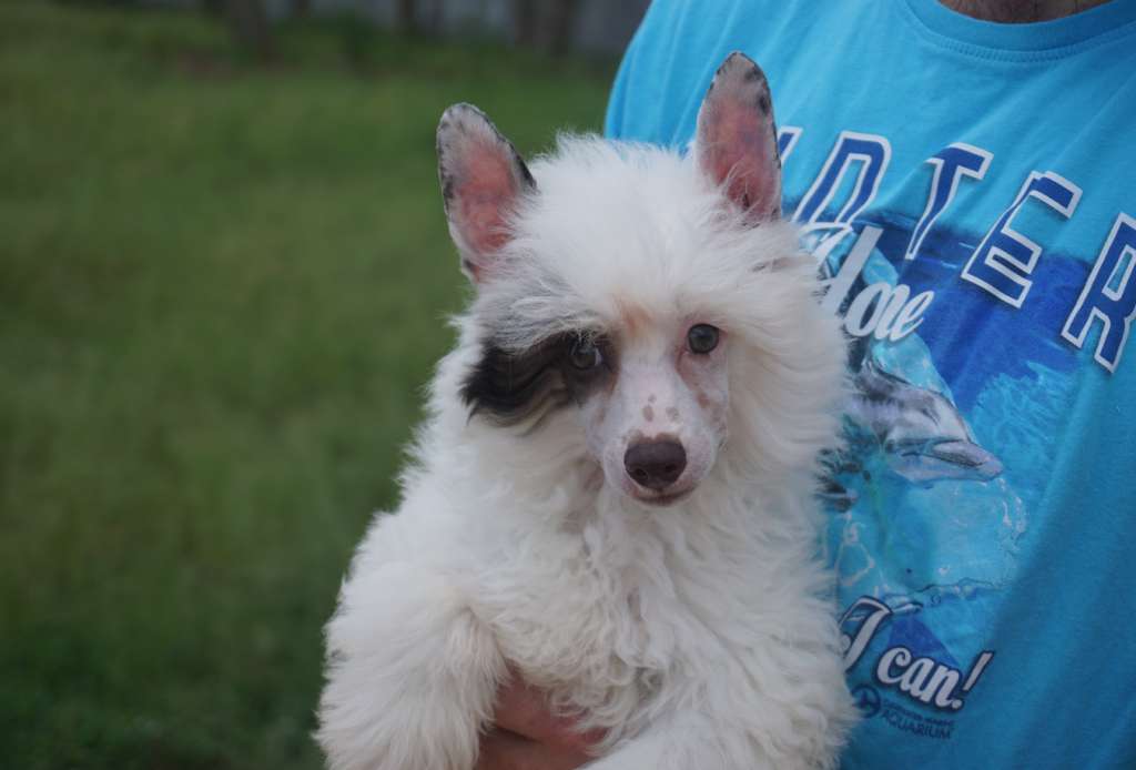 Magic Cresteds Biondello my Romeo Swiss Chocolate