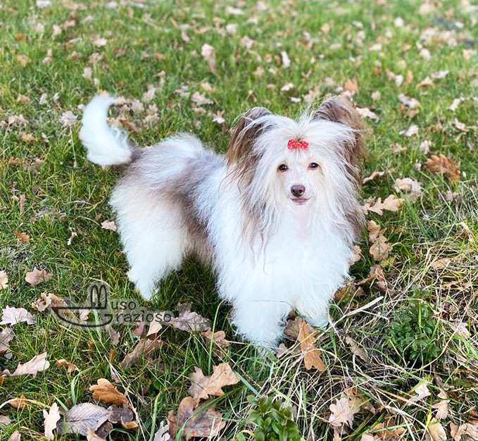 Muso Grazioso Niusia Candy Kisses