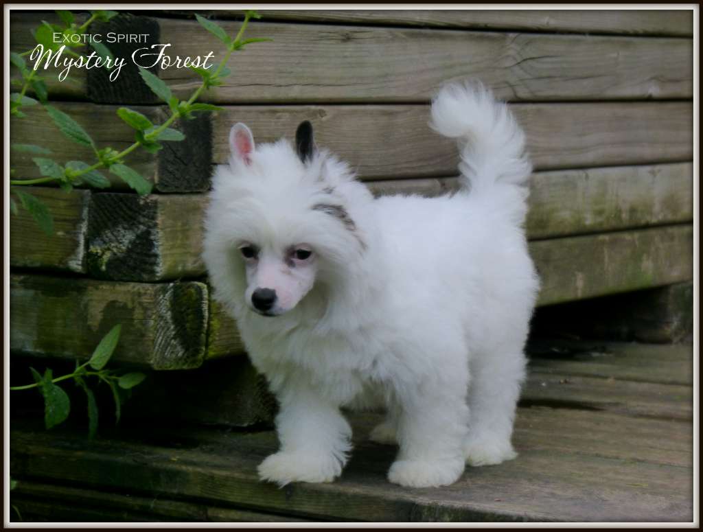 Exotic Spirit Mystery Forest