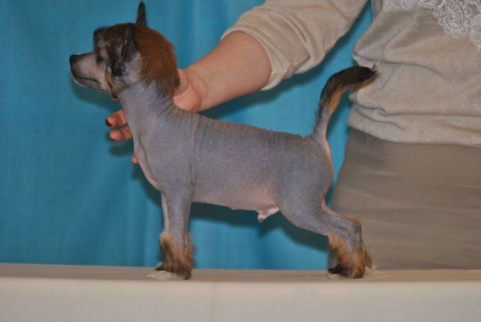 Grand Sunlife Gregori Pek