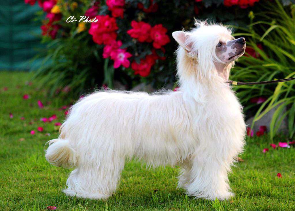 Crumble Rumble Freuhartang