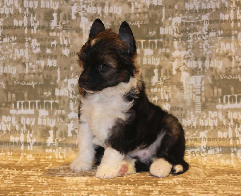 Lorita Star Zvezdnaya Noch'