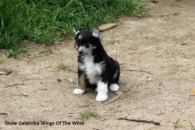 Show Galaktika Wings Of The Wind