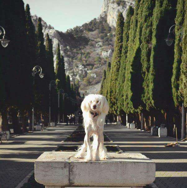 Oliver Twist Bart De Valeri